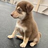 「2025年6月生メス」チョコ色の可愛い子犬 サムネイル4