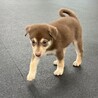 「2025年6月生メス」チョコ色の可愛い子犬 サムネイル5