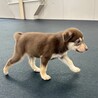 「2025年6月生メス」チョコ色の可愛い子犬 サムネイル6