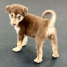 「2025年6月生メス」チョコ色の可愛い子犬 サムネイル7