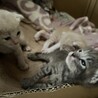 里親さま決まりました。ありがとうございました。 サムネイル2