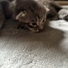 里親さま決まりました。ありがとうございました。 サムネイル3