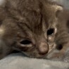 里親さま決まりました。ありがとうございました。 サムネイル4
