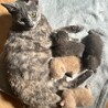 里親さま決まりました。ありがとうございました。 サムネイル6