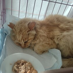 またまたシニア猫さんを保護