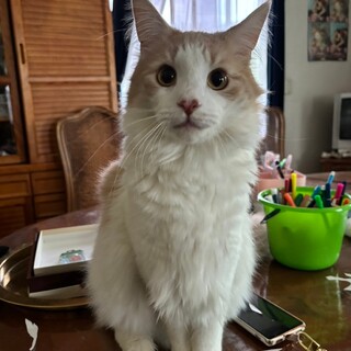 ぜひ2匹一緒に迎えてくれる方を探しています