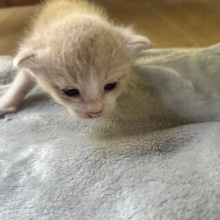 里親さま決まりました。ありがとうございました。