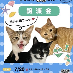 7月20日　ななしのねこさん譲渡会
