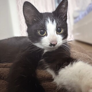 遊ぶの大好き‪☆元気なハチワレ女の子