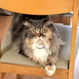 本当に15歳？ふわふわクララちゃん