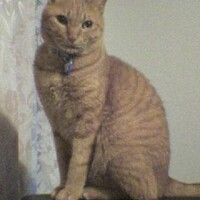 ステファンお兄ちゃん