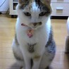 ペティ（ぺっちゃん）