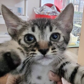 可愛い甘えん坊仔猫２ヶ月半