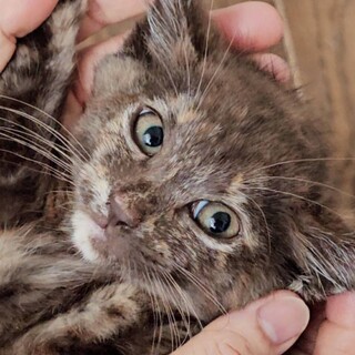 可愛い仔猫3ヶ月