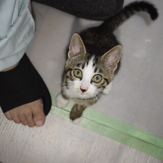 サバトラの子猫を保護しました　里親募集中です
