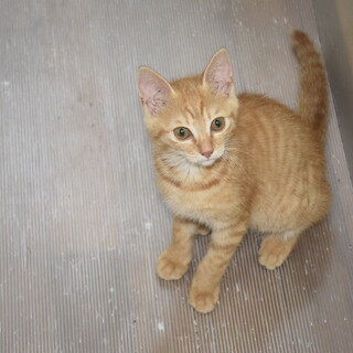 茶トラの子猫を保護しました　里親募集中です