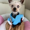 ミニマムサイズのゲン君