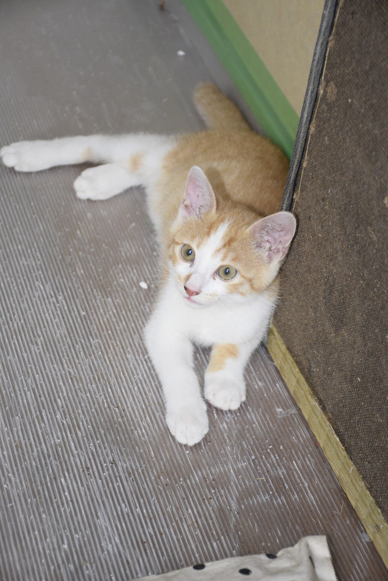 食べちゃう (茶虎ハチワレ) 茶トラ(ハチワレ）の子猫」愛媛県 - 猫の里親募集(520381