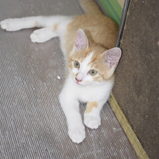 茶トラ(ハチワレ）の子猫を保護しました里親募集中