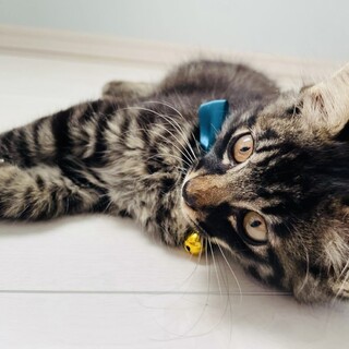 一時募集停止中・ふわモフ系のお目メクリクリ男子