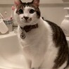 トラミ兄ちゃん