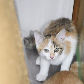三毛猫の子猫を保護しました　里親募集中です