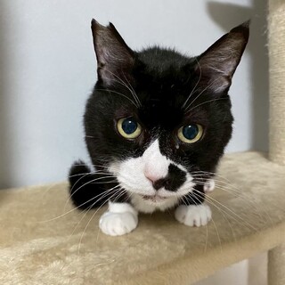 ちょび髭がチャームポイント★快斗くん