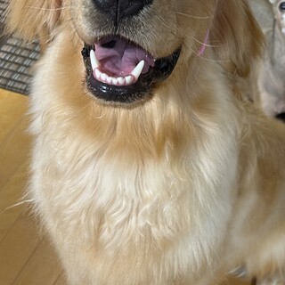 ゴールデンレトリバー  2歳の男の子の里親募集