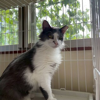 グレー白の長毛の女の子