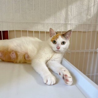 綺麗な白三毛猫の女の子