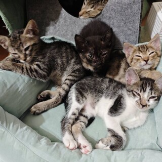 愛猫のお子ちゃまです。