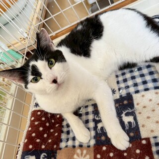 綺麗な白猫の女の子