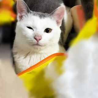 マイペースな甘えん坊女の子