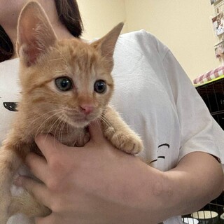 綺麗な白猫の女の子