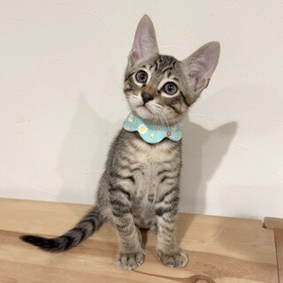 【人慣れレベル：最強】すりごろキジトラ子猫♂