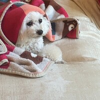 とこ