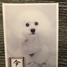 2024年頃のもの