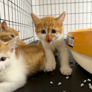 綺麗な白猫の女の子