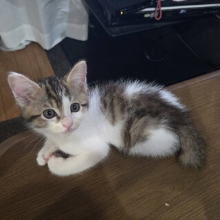 三毛ちゃん女の子(2か月)