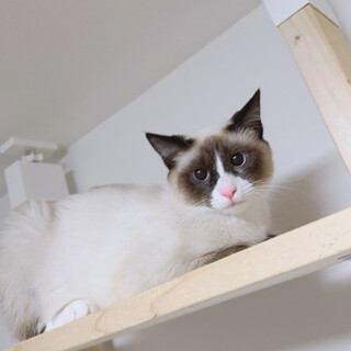 好奇心旺盛☆人見知りな女の子