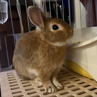 可愛です！飼育セット運んで頂ければ譲ります。