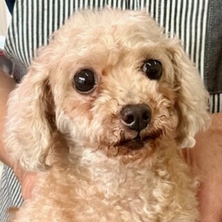 プードルの女の子