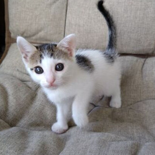 よく慣れたかわいい「わかめ」ちゃん