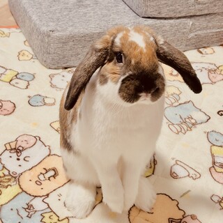早急里親さん募集！　ロップイヤーラビット　1歳
