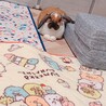 早急里親さん募集！　ロップイヤーラビット　1歳 サムネイル2