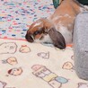 早急里親さん募集！　ロップイヤーラビット　1歳 サムネイル3