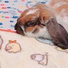 だれかみ さん