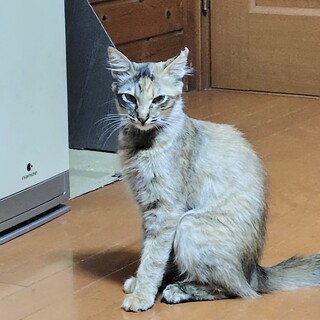 ҂ӂӂ肿2ˈʁI