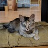 ちょっぴりふわふわゆりちゃん♪2才位！ サムネイル2
