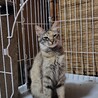 ちょっぴりふわふわゆりちゃん♪2才位！ サムネイル3